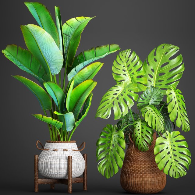 collection plants 3D Model .c4d .max .obj .3ds .fbx .stl .blend 