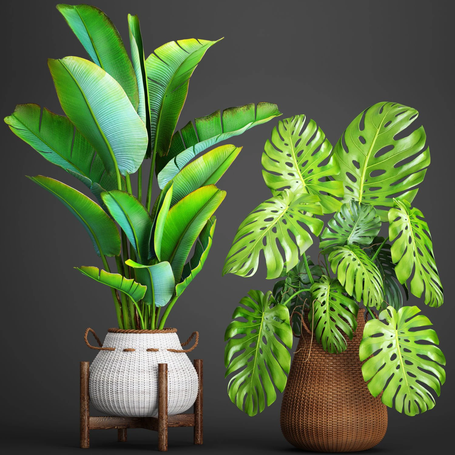 collection plants 3D Model .c4d .max .obj .3ds .fbx .stl .blend 