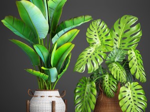 collection plants 3D-Modell