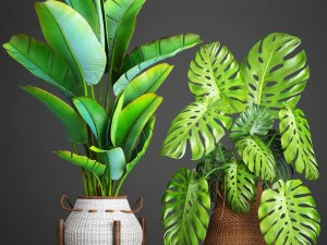 piante di raccolta Modello 3D