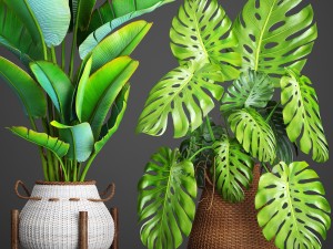 collection plants 3D Model