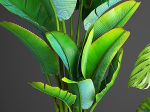 collection plants 3D Model