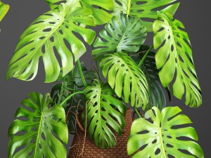collection plants 3D Model