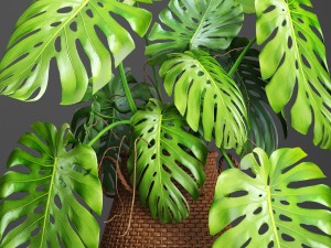 collection plants 3D Model