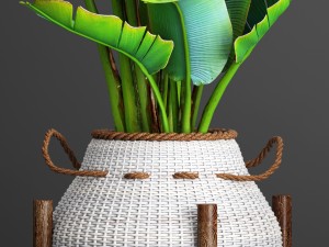 collection plants 3D Model