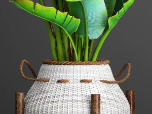 collection plants 3D Model
