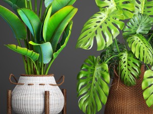 collection plants 3D Model