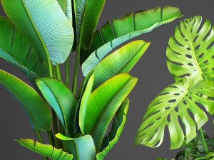 collection plants 3D Model