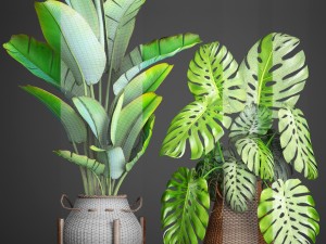 collection plants 3D Model
