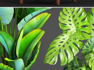 collection plants 3D Model