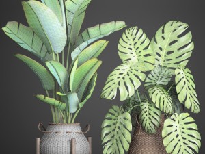 collection plants 3D Model