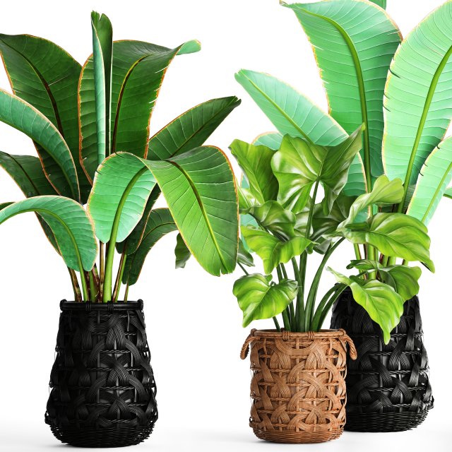 collection plants 3D Model .c4d .max .obj .3ds .fbx .stl .blend 