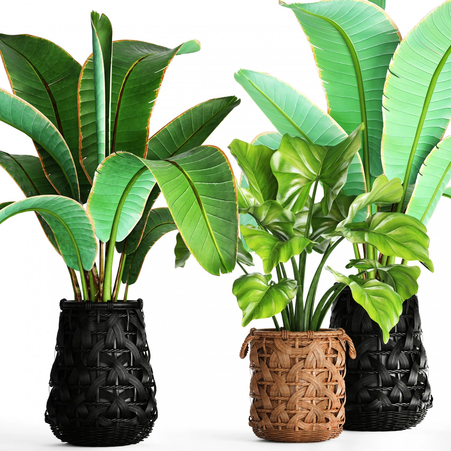 collection plants 3D Model .c4d .max .obj .3ds .fbx .stl .blend