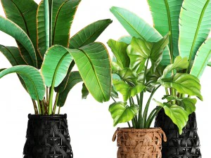 piante di raccolta Modello 3D