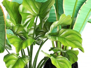 collection plants 3D Model
