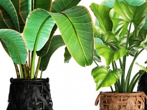 collection plants 3D Model
