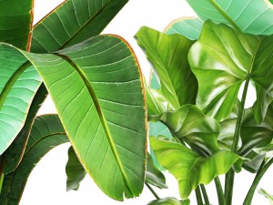 collection plants 3D Model