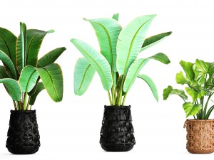 collection plants 3D Model