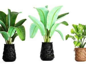 collection plants 3D Model