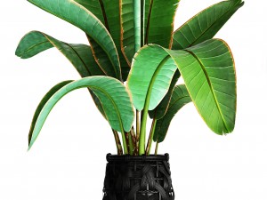 collection plants 3D Model