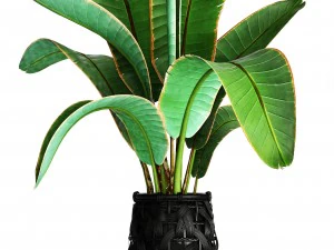 collection plants 3D Model