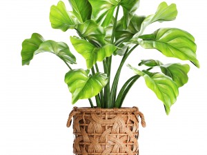 collection plants 3D Model
