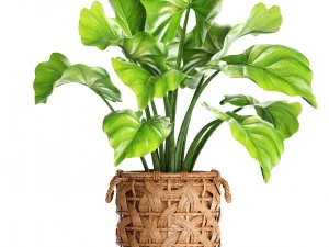 collection plants 3D Model