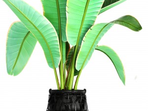 collection plants 3D Model