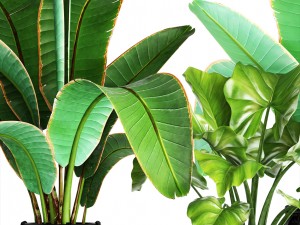 collection plants 3D Model