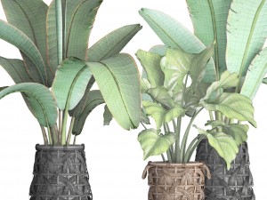 collection plants 3D Model