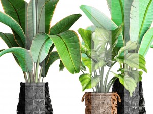 collection plants 3D Model