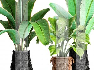 collection plants 3D Model
