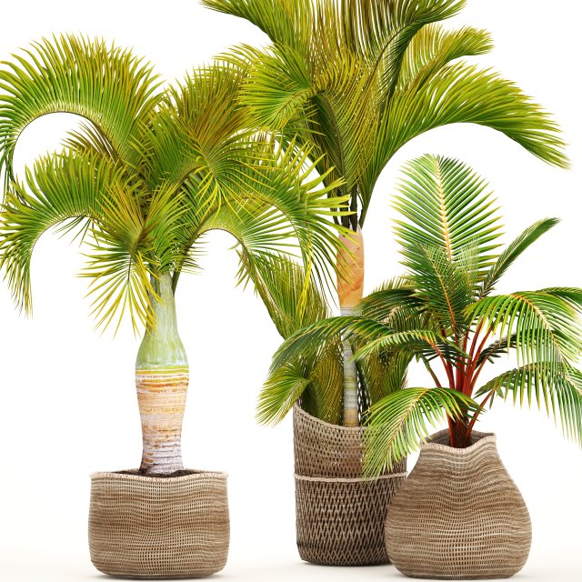 collection of tropical plants 3D Model .c4d .max .obj .3ds .fbx .stl .blend 