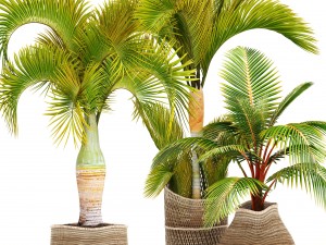 collection of tropical plants 3D Model