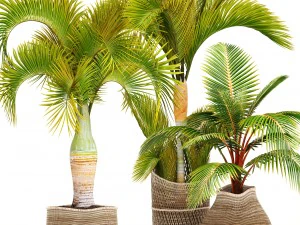 collezione di piante tropicali Modello 3D