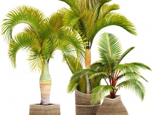 collection of tropical plants 3D Model