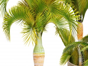 collection of tropical plants 3D Model