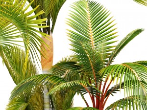 collection of tropical plants 3D Model