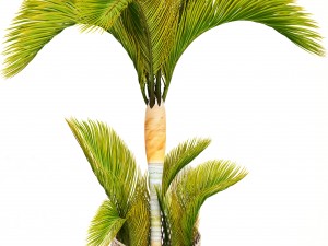 collection of tropical plants 3D Model