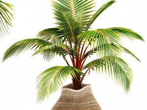 collection of tropical plants 3D Model