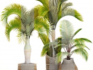 collection of tropical plants 3D Model