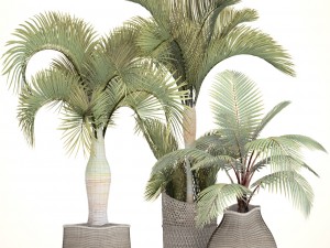 collection of tropical plants 3D Model