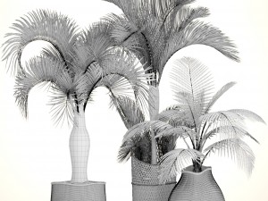 collection of tropical plants 3D Model