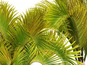 collection of tropical plants 3D Model