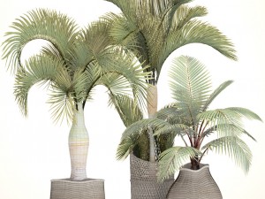 collection of tropical plants 3D Model