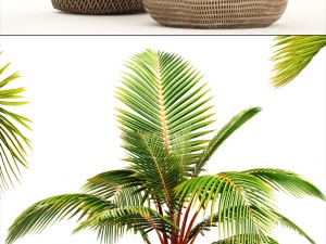 collection of tropical plants 3D Model