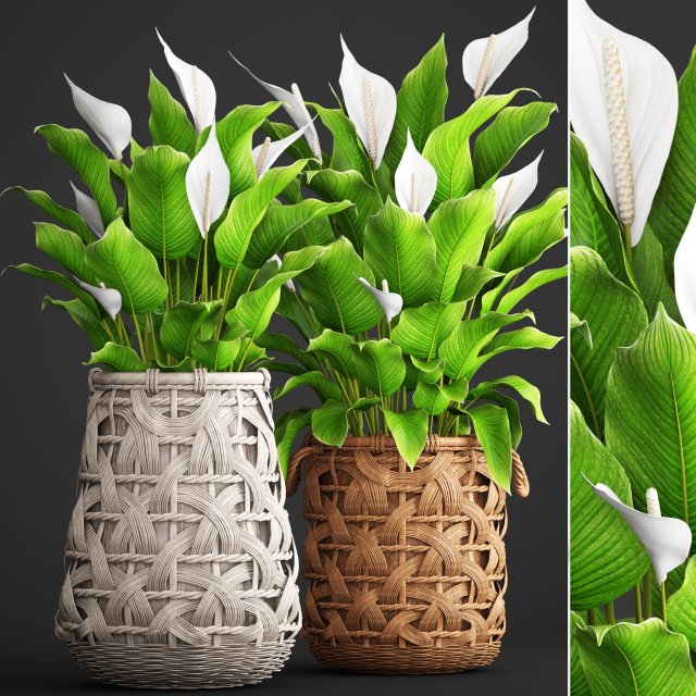 spathiphyllum plant 3D Model .c4d .max .obj .3ds .fbx .stl .blend
