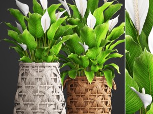 spathiphyllum plant 3D Model