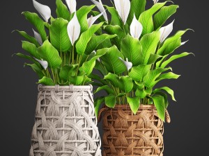 spathiphyllum plant 3D Model