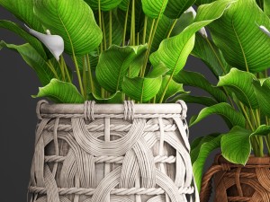 spathiphyllum plant 3D Model